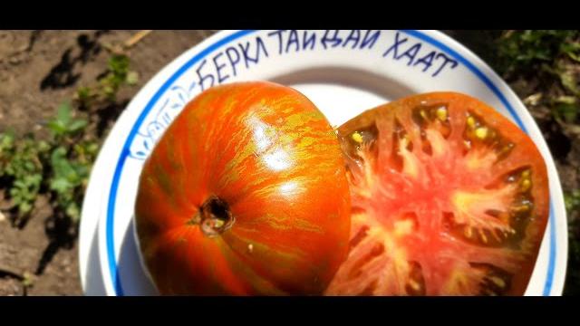 Томат беркли тай дай хаат Томат беркли тай дай хаат