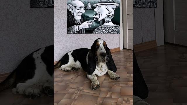 Что получилось? #собаки #юмор #собака #животные Что получилось? #собаки #юмор #собака #животные