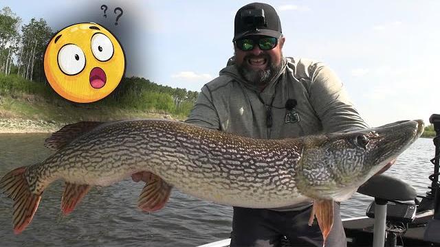 This is a giant pike! fishing curly tail swimbaits! This is a giant pike! fishing curly tail swimbaits!