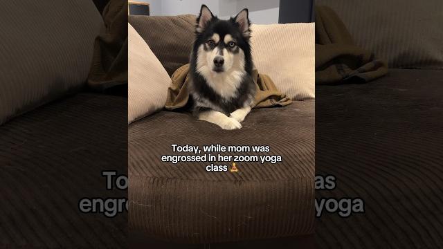 Oops! i messed up my mom zoom yoga session #funnyshorts #shortsvideo #dog #puppy #dogs #shorts Oops! i messed up my mom zoom yoga session #funnyshorts #shortsvideo #dog #puppy #dogs #shorts
