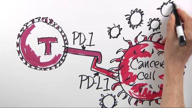 How is immunotherapy used to fight cancer? | dana-farber cancer institute | science illustrated How is immunotherapy used to fight cancer? | dana-farber cancer institute | science illustrated