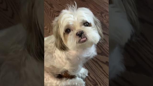 One you’re just spanking your dog for a reason just we’re staying at you #memesandwheretheyarenow  One you’re just spanking your dog for a reason just we’re staying at you #memesandwheretheyarenow 