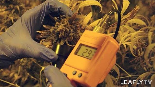 Growers episode 6 - caliva Growers episode 6 - caliva