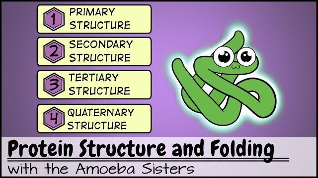 Protein structure and folding Protein structure and folding