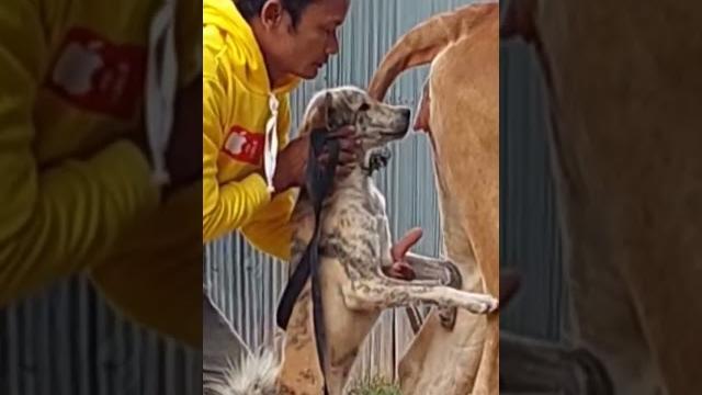 Cows and dogs crossbreed to create new breeds Cows and dogs crossbreed to create new breeds