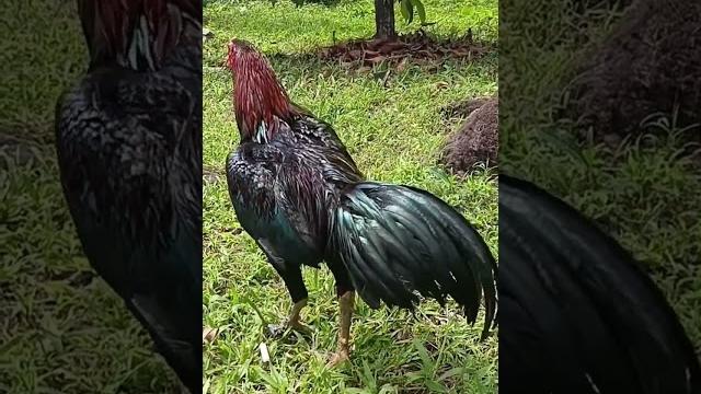 Pakhoy x ganoy Pakhoy x ganoy