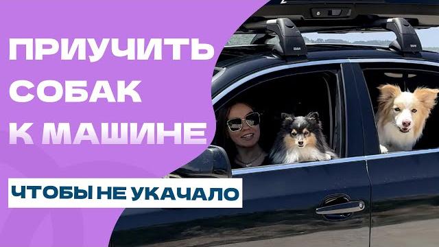Как приучить собаку к машине? собаку укачивает Как приучить собаку к машине? собаку укачивает