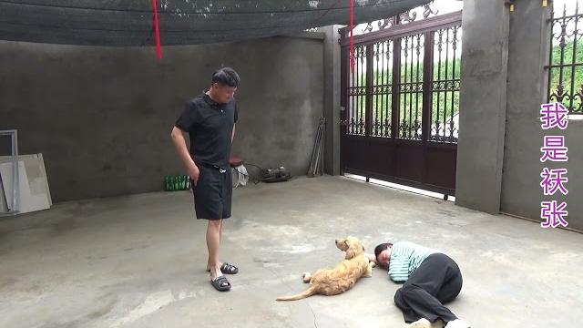 农村小夫妻真会玩!俩人装晕倒测试金毛更爱谁,狗子会先救谁呢? 农村小夫妻真会玩!俩人装晕倒测试金毛更爱谁,狗子会先救谁呢?