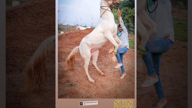 Miss kiran horse Miss kiran horse