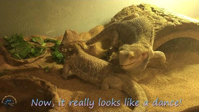 Spring is in the air! bearded dragon courtship! Spring is in the air! bearded dragon courtship!