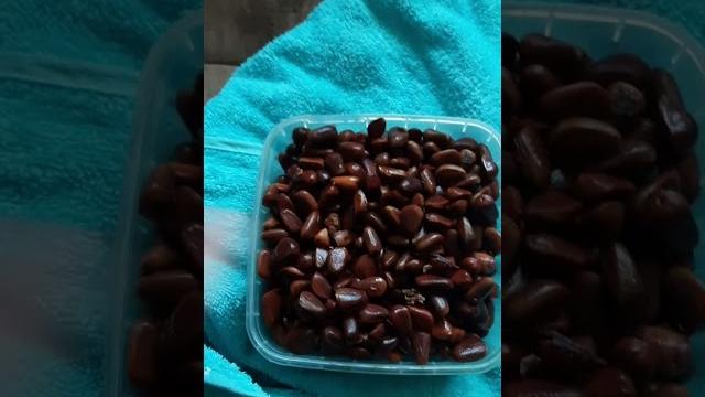#сад #садоводничество #кедр #сад #садоводничество #кедр
