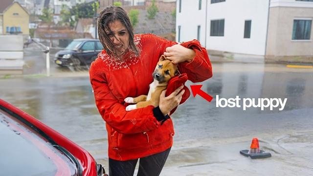 We found a lost dog at our doorstep! We found a lost dog at our doorstep!