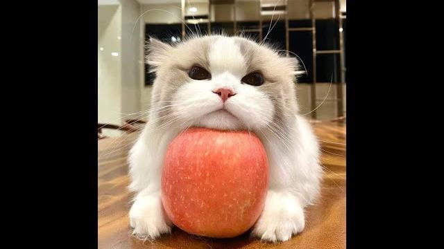 Смеяться до слёз и умиляшки до истерики: котики и пёсики 2025, которые переворачивают настроение! Смеяться до слёз и умиляшки до истерики: котики и пёсики 2025, которые переворачивают настроение!