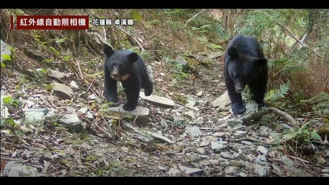 臺灣「友熊」之鄉-卓溪,一窺黑熊與人的秘密 臺灣「友熊」之鄉-卓溪,一窺黑熊與人的秘密
