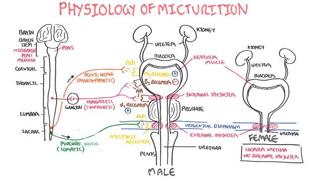 Physiology of micturition Physiology of micturition