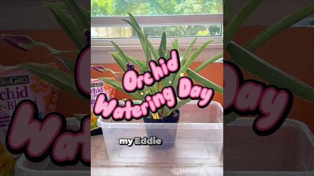 Eddie brown orchid’s almost blooming! no ice cubes ever. bloom reveal soon! #orchids #plants Eddie brown orchid’s almost blooming! no ice cubes ever. bloom reveal soon! #orchids #plants