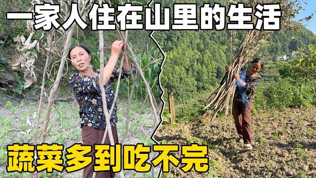 Pastoral living|一家人住在山里,靠自己種下吃不完的蔬菜水果,過著城裡人羨慕的田園生活 Pastoral living|一家人住在山里,靠自己種下吃不完的蔬菜水果,過著城裡人羨慕的田園生活