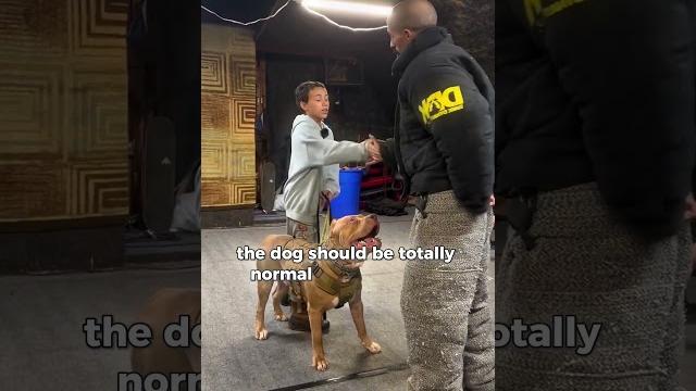Now this is a well trained dog! (@darkdynastyk9s) Now this is a well trained dog! (@darkdynastyk9s)