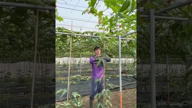 上百香果吊網前置作業幫百香果樹理頭髮這樣比較清爽這個工作其實很療癒摘葉子時的感覺及清脆的聲音 上百香果吊網前置作業幫百香果樹理頭髮這樣比較清爽這個工作其實很療癒摘葉子時的感覺及清脆的聲音
