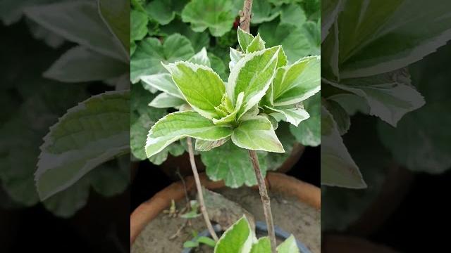 Variegated acalypha wilkesiana plant Variegated acalypha wilkesiana plant