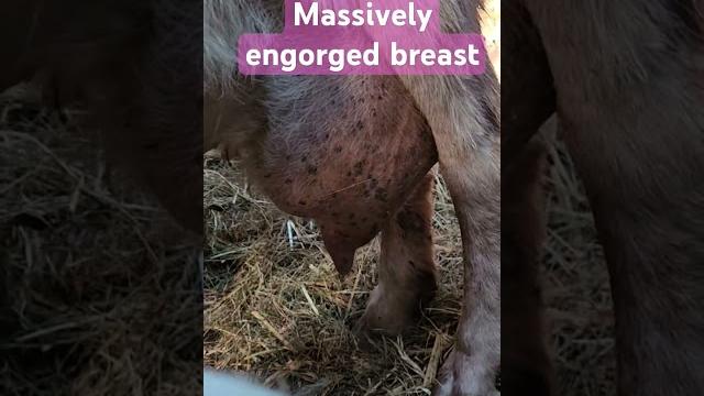 Gina has engorged breast with possible mastitis. #goat #goatcare #engorged #mastitis #lactating #doe Gina has engorged breast with possible mastitis. #goat #goatcare #engorged #mastitis #lactating #doe