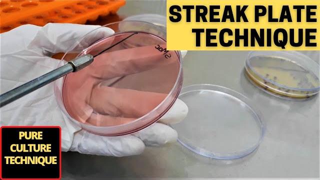Streak plate technique for the isolation of pure culture_a complete procedure (microbiology) Streak plate technique for the isolation of pure culture_a complete procedure (microbiology)