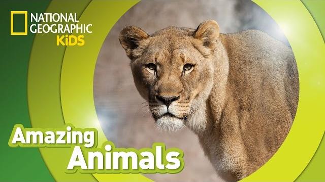 African lion | amazing animals African lion | amazing animals