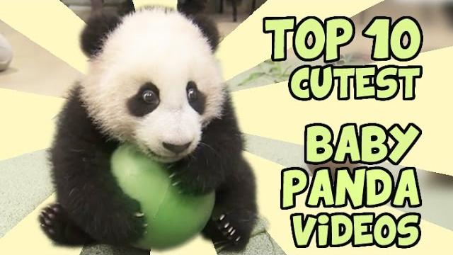 Top 10 cutest baby panda videos Top 10 cutest baby panda videos