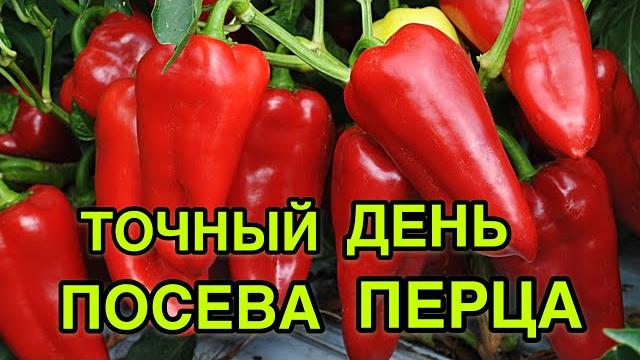 Когда точно посеять перец на рассаду Когда точно посеять перец на рассаду