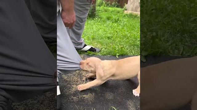 Заряженный ребёнок! #pit4life #apbt #pitbull #pitbullpups #питбуль #апбт #пит #купитьщенка Заряженный ребёнок! #pit4life #apbt #pitbull #pitbullpups #питбуль #апбт #пит #купитьщенка