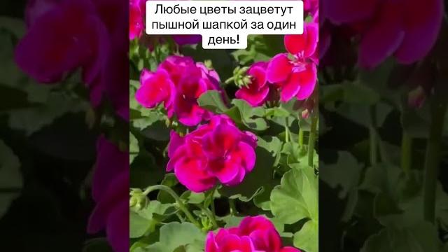 Любые цветы зацветут пышной шапкой #лайфхаки #garden #садоводничество #ландшафт #цветыдлядома Любые цветы зацветут пышной шапкой #лайфхаки #garden #садоводничество #ландшафт #цветыдлядома