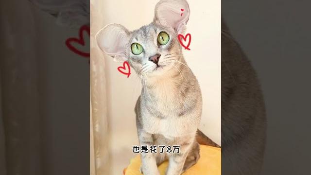 【喵可酱】既然你这么有气质,就叫你气质吧 #东方短毛猫 #萌宠 【喵可酱】既然你这么有气质,就叫你气质吧 #东方短毛猫 #萌宠