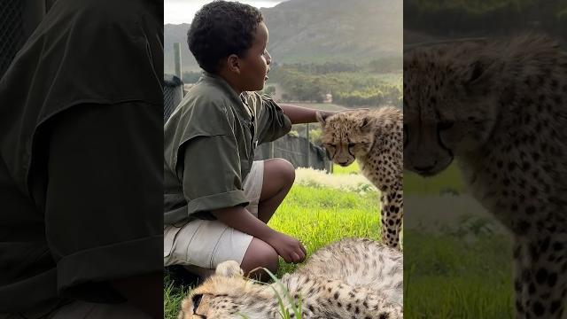 Would you pet a cheetah in africa? Would you pet a cheetah in africa?
