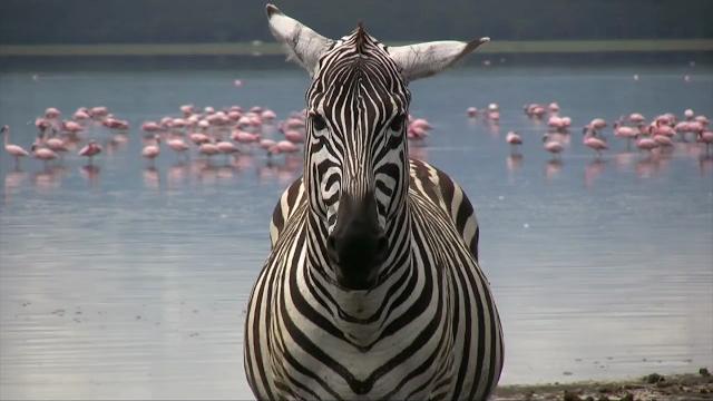 Why some animals can't be domesticated Why some animals can't be domesticated