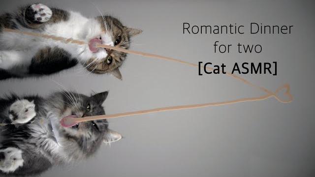 Romantic dinner for two | funny cat asmr Romantic dinner for two | funny cat asmr