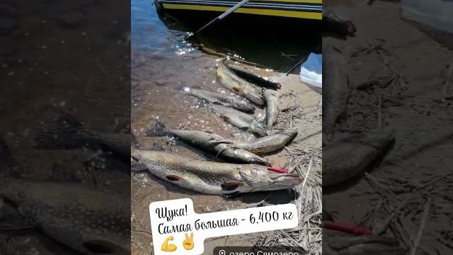 Щука!!! 6,400кг ️#рыбалка #сямозеро #карелия #щука Щука!!! 6,400кг ️#рыбалка #сямозеро #карелия #щука
