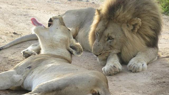 Lion animal porn- (mating lions) Lion animal porn- (mating lions)