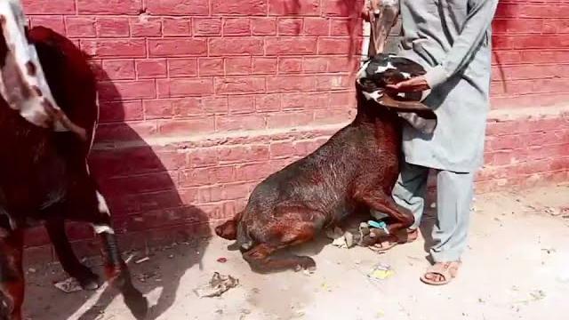 Very hard goat mating | hard one | live | #animals #goat Very hard goat mating | hard one | live | #animals #goat