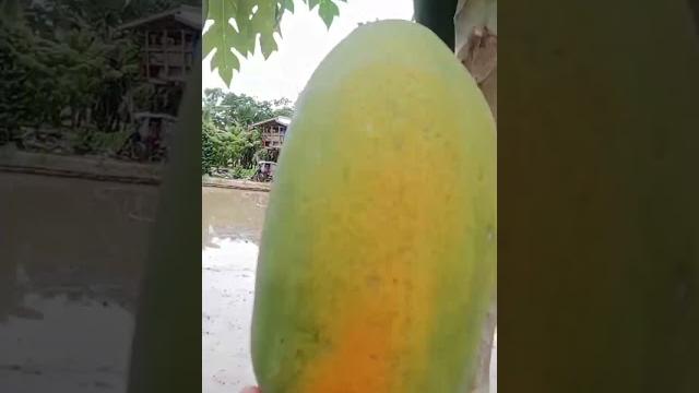 Fresh papaya #highlights #papaya Fresh papaya #highlights #papaya