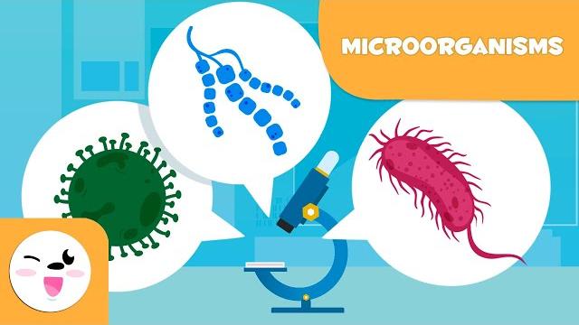 What are microorganisms? bacteria, viruses and fungi What are microorganisms? bacteria, viruses and fungi
