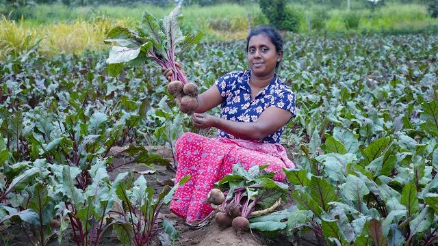 Beetroot fresh from the farm / beetroot egg fry and beetroot salad, village kitchen recipe Beetroot fresh from the farm / beetroot egg fry and beetroot salad, village kitchen recipe