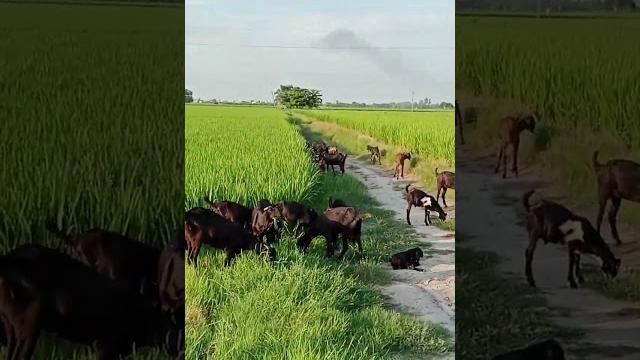 Pendu bande Pendu bande