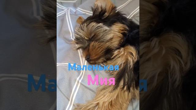 #сладкийсон #щенокйорка #малыши #щенки #собака #сладкийсон #щенокйорка #малыши #щенки #собака
