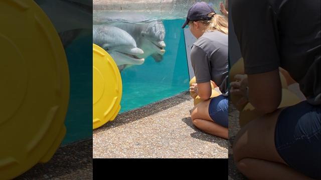 5 隻海豚與訓練員玩耍 海豚育兒室 奧蘭多海洋世界 #dolphinnursery 5 隻海豚與訓練員玩耍 海豚育兒室 奧蘭多海洋世界 #dolphinnursery