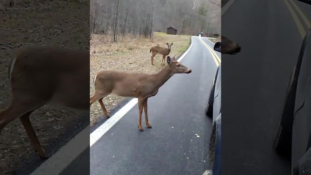 Pet deer. Pet deer.