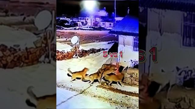 6 wolf vs 1 turkish kangal 6 wolf vs 1 turkish kangal