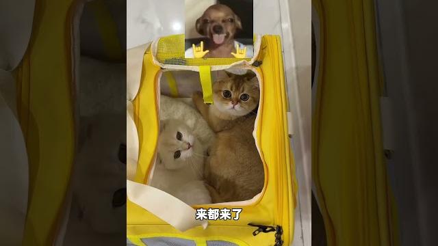【牛奶是只猫】不是带我来检查的吗?怎么还有附加项目 【牛奶是只猫】不是带我来检查的吗?怎么还有附加项目