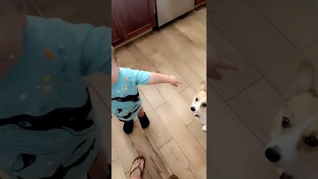 Kiddo wants to share whipped cream with corgi || viralhog Kiddo wants to share whipped cream with corgi || viralhog