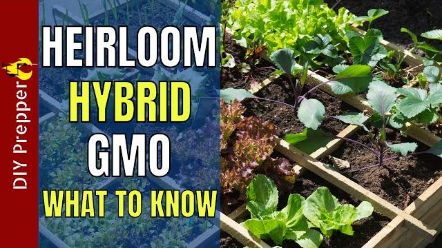 Heirloom vs hybrid seeds: what to know Heirloom vs hybrid seeds: what to know