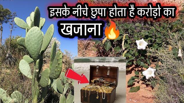 ये तीन पौधा के नीचे छुपा होता है करोड़ो का खजाना, एक व्यक्ति को 80 करोड़ का मिल चुका है// ये तीन पौधा के नीचे छुपा होता है करोड़ो का खजाना, एक व्यक्ति को 80 करोड़ का मिल चुका है//